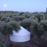 yurt in olive grove